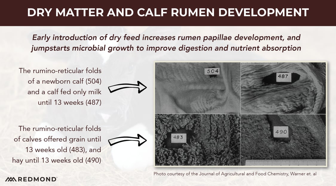 Calf Rumen Development: The First Month
