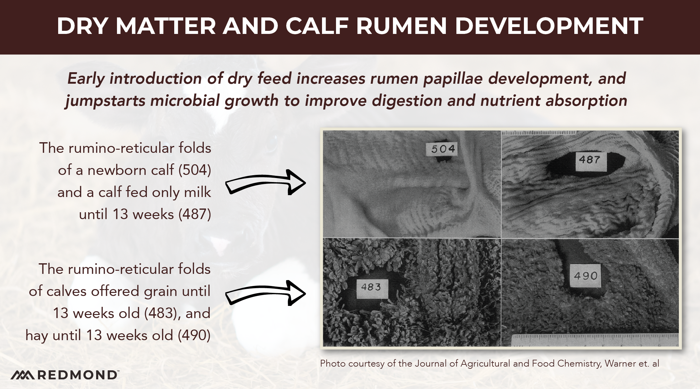 How dry feed affects calf rumen development