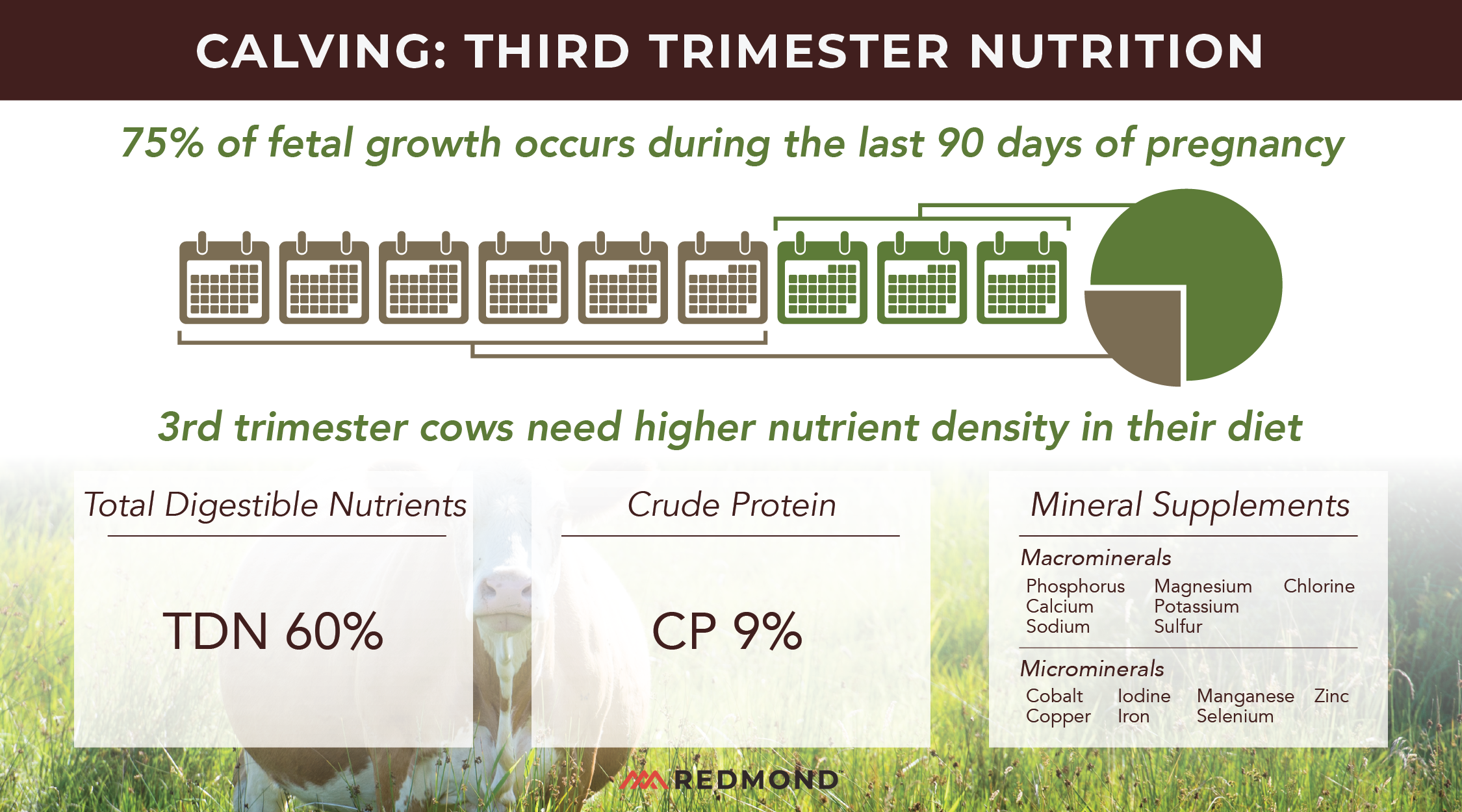 what do cows need in their 3rd trimester