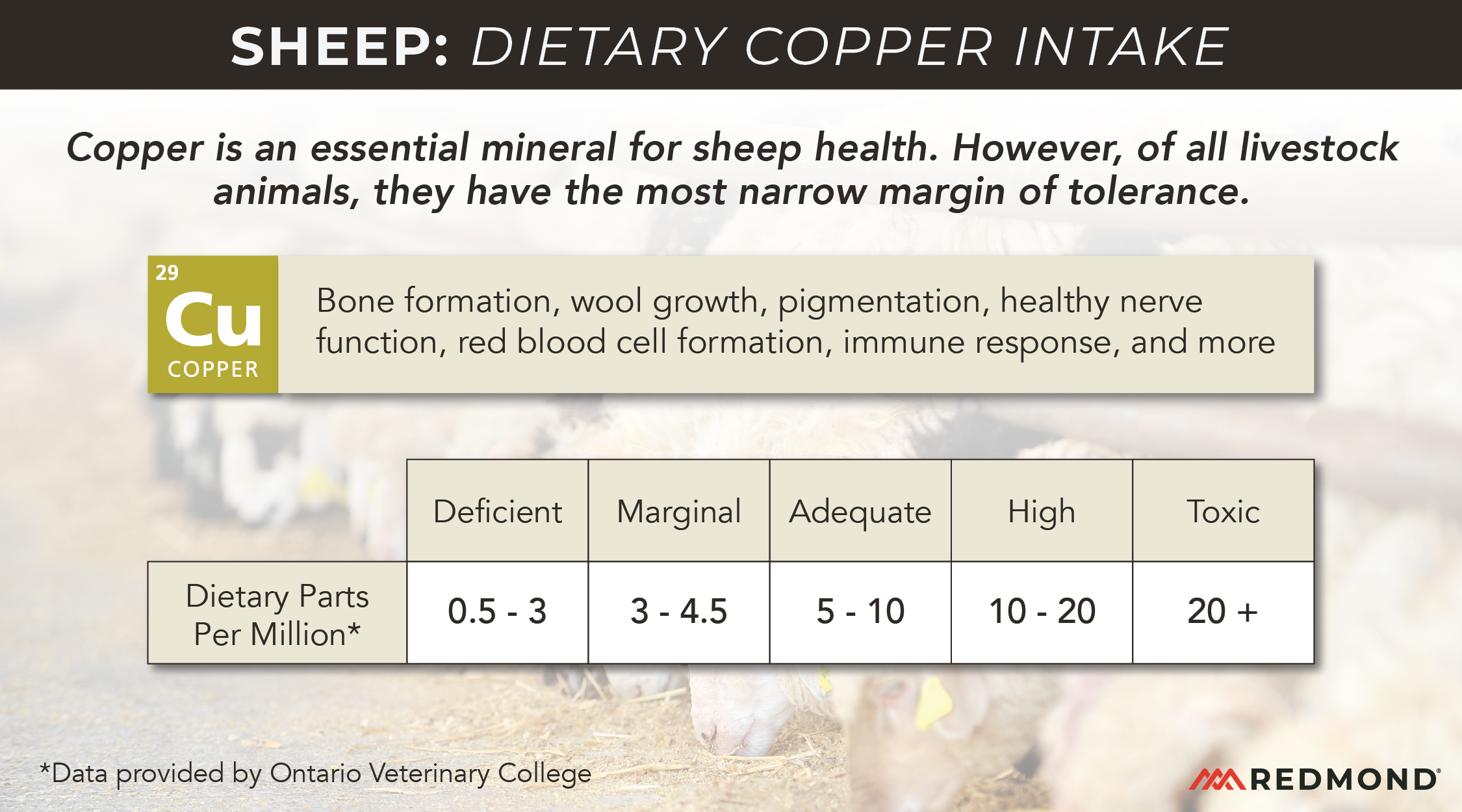 How much copper can sheep have