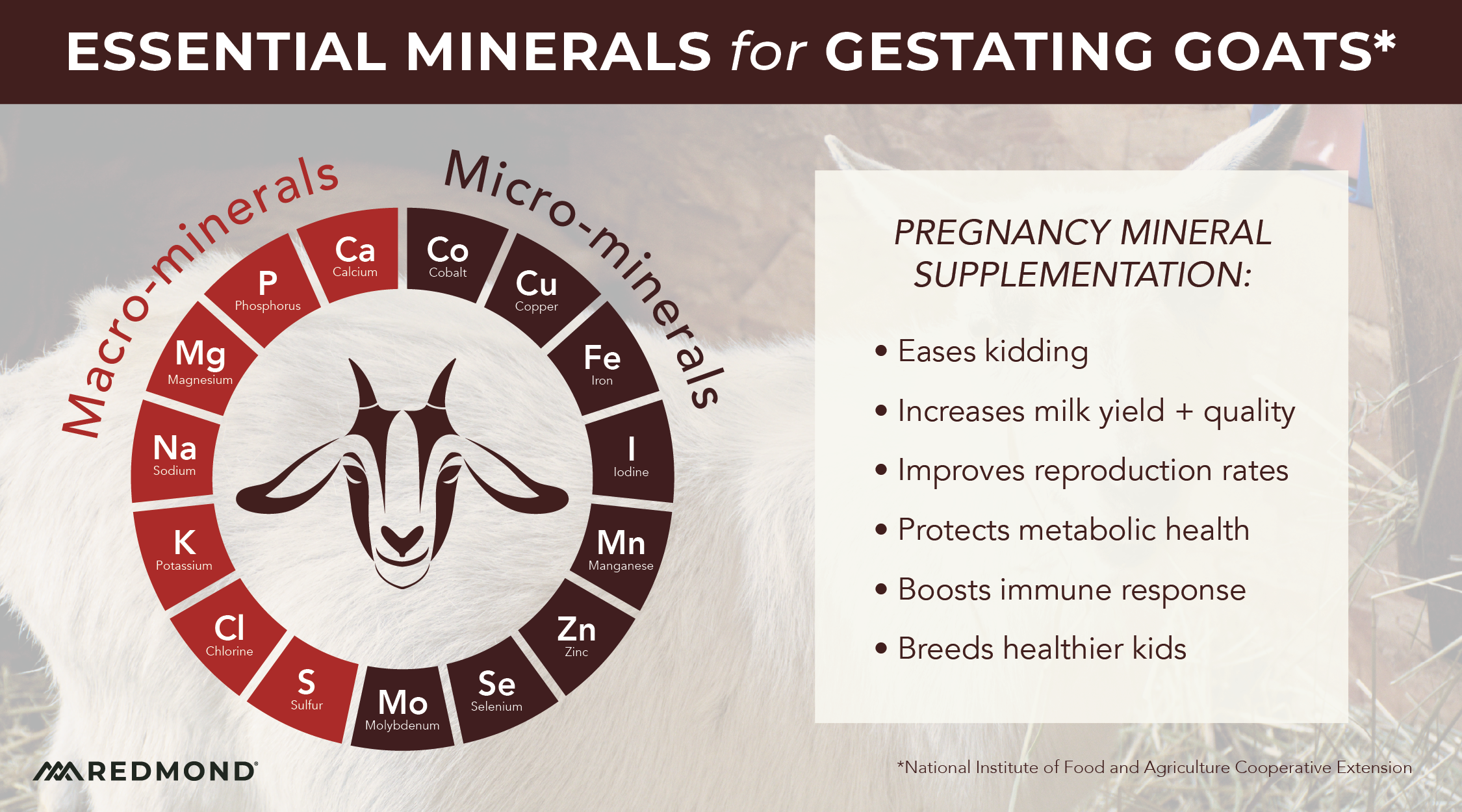 What Minerals do Pregnant Goats Need?