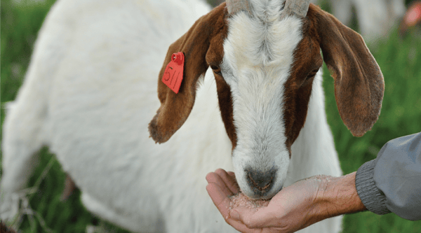 Goat eating Redmond minerals