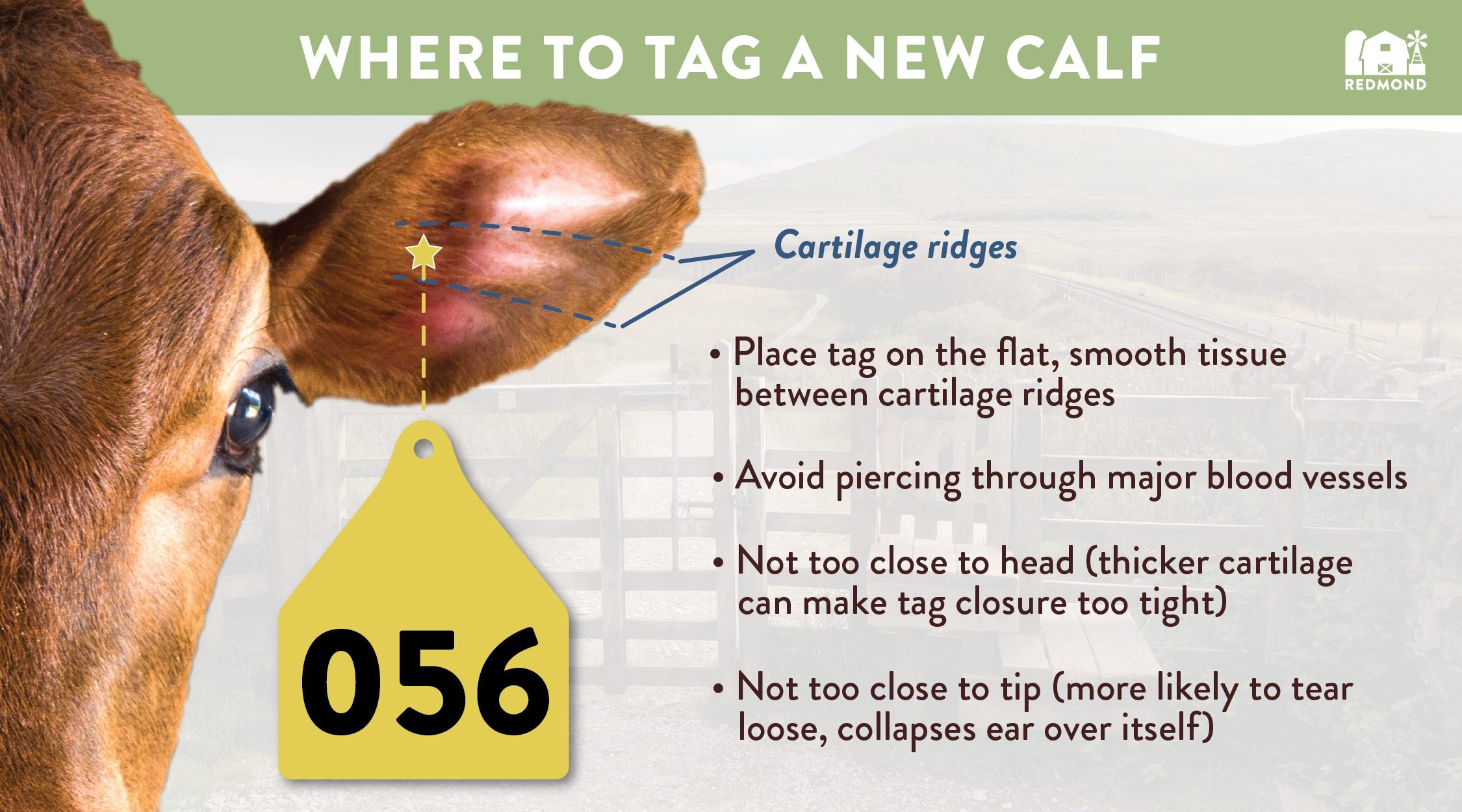 Tagging New Calves: How to Do it Safely