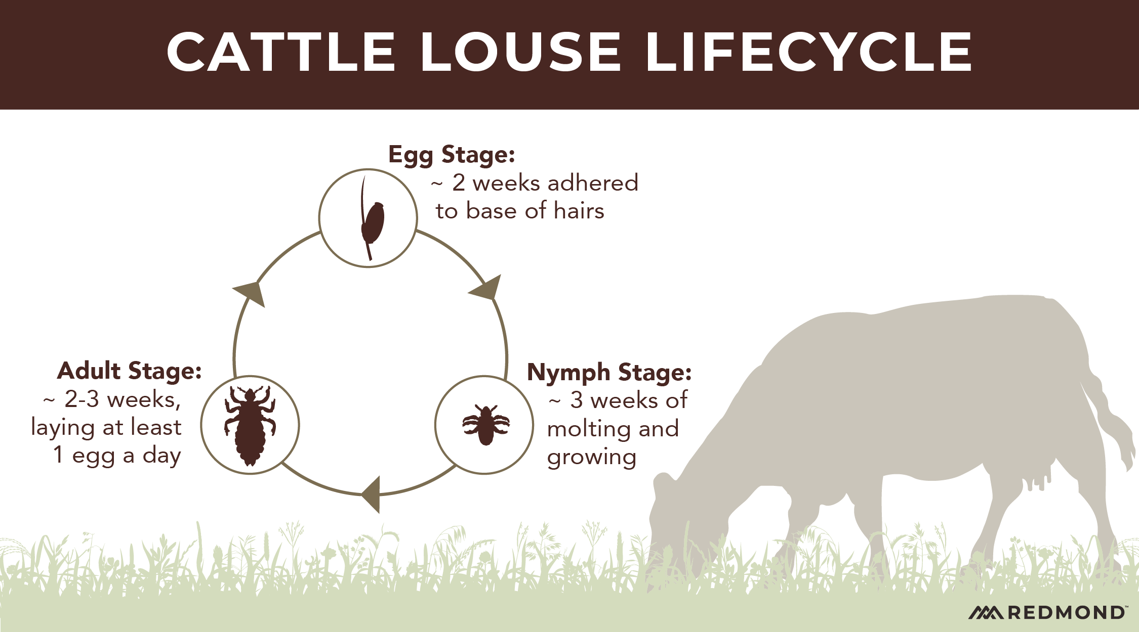 Cattle louse lifecycle