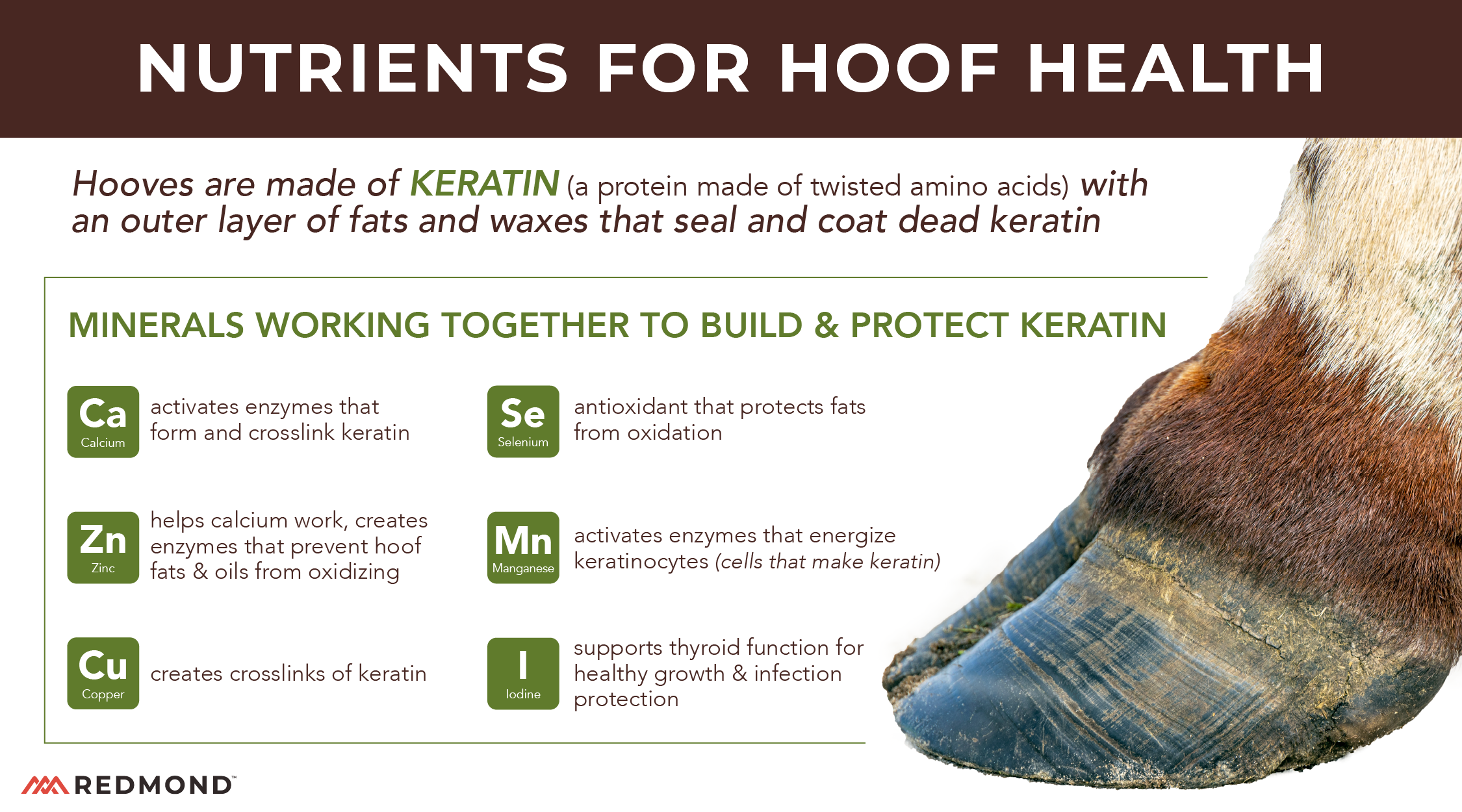 Minerals and nutrients for hoof health