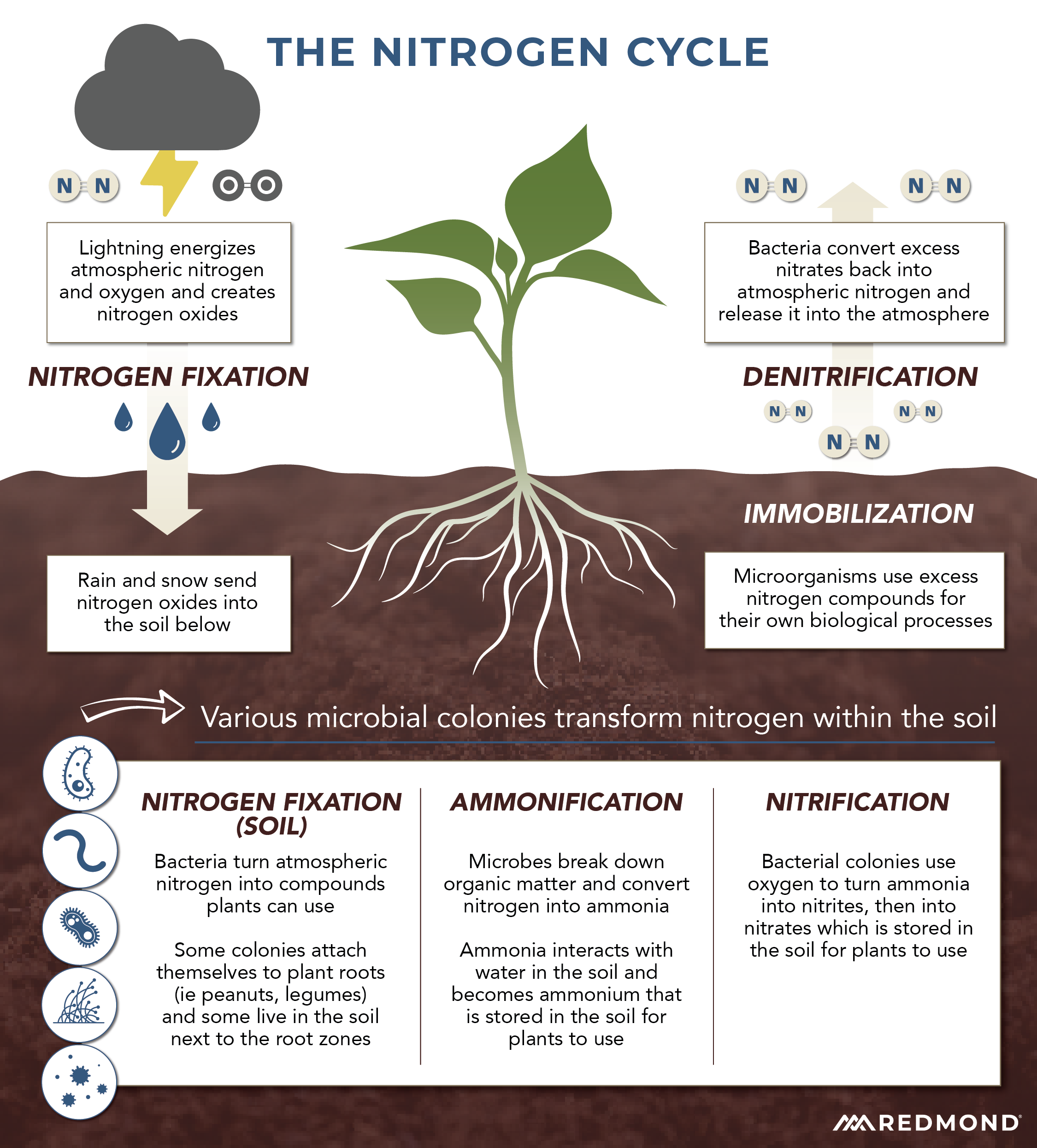 The nitrogen cycle