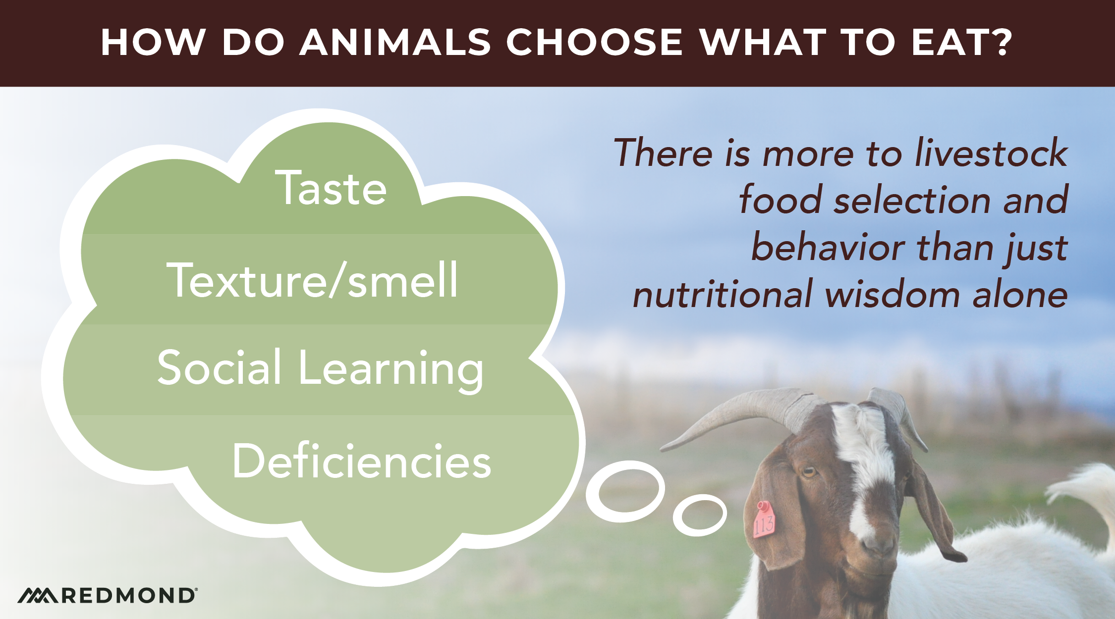 Livstock Nutritional Wisdom and mineral cravings