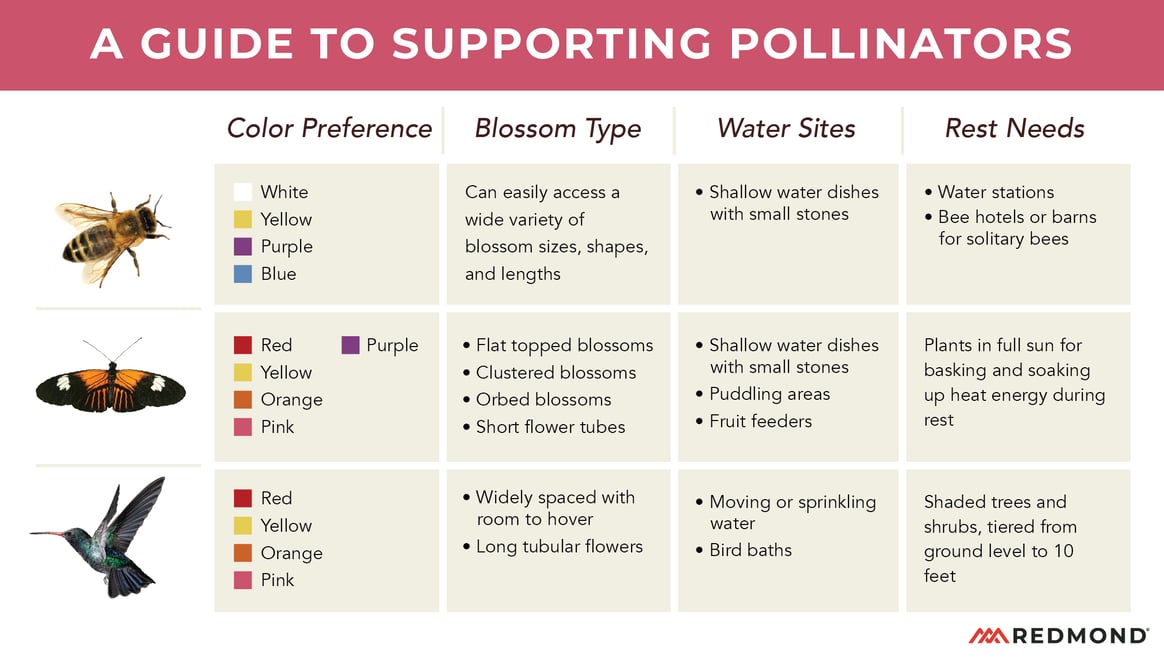 How to attract pollinators to your garden