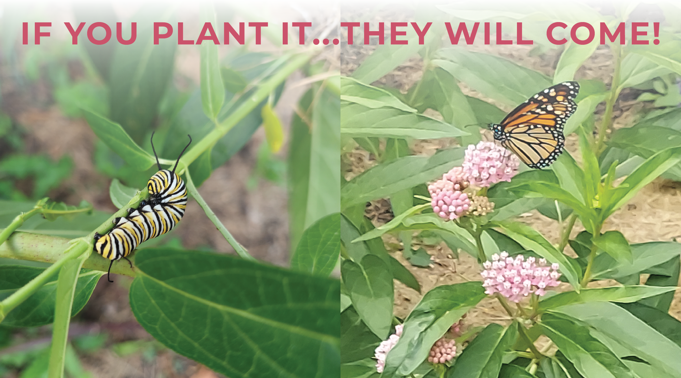 Monarch caterpillar and butterfly on milkweed