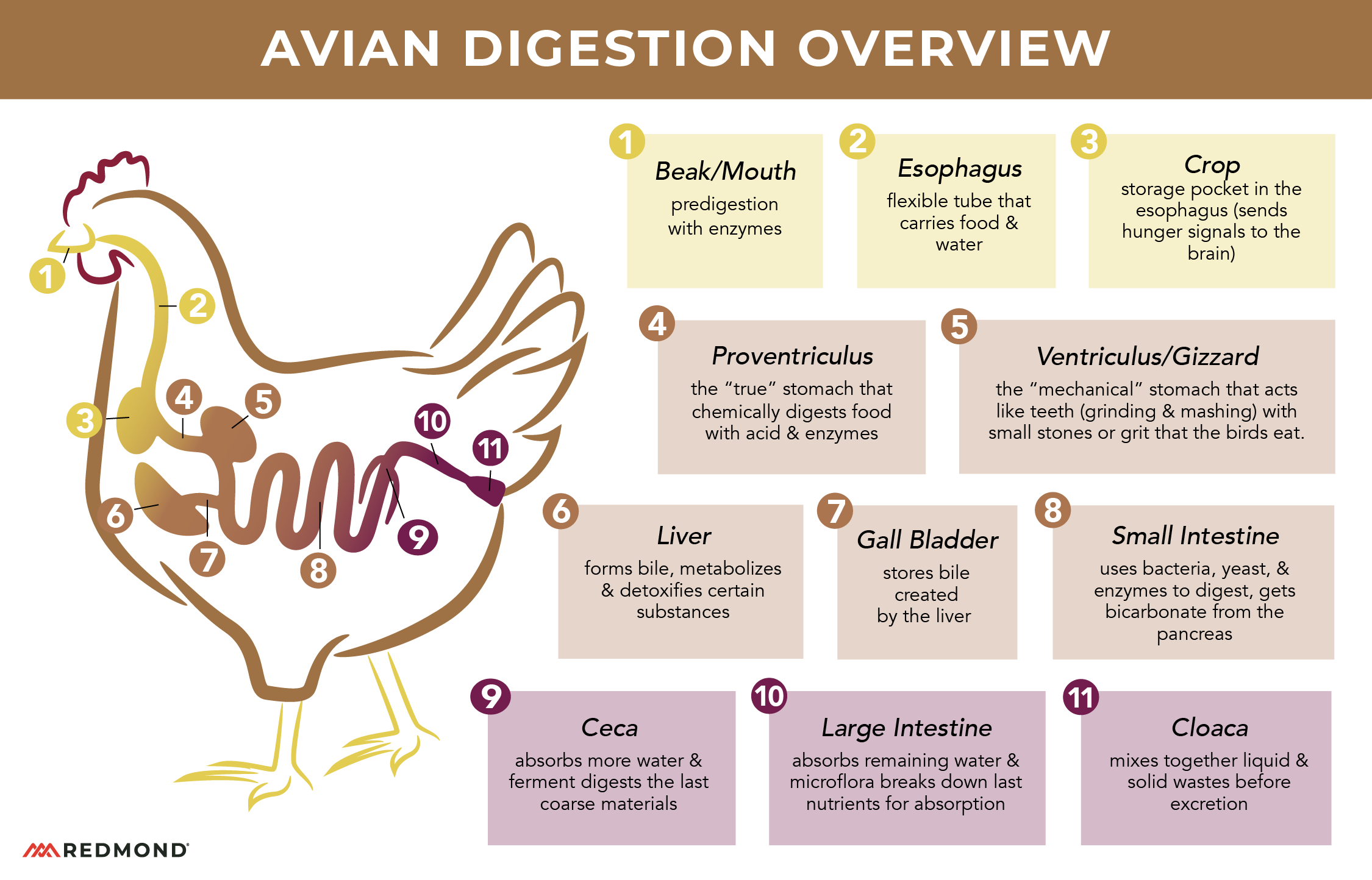 Avian Digestion Overview