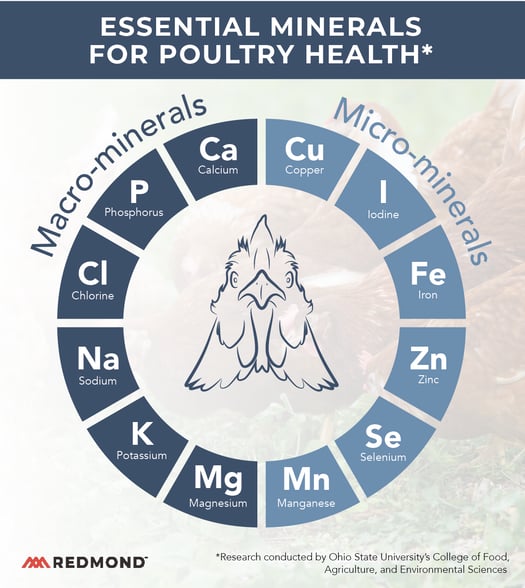 Raising Backyard Chickens-2