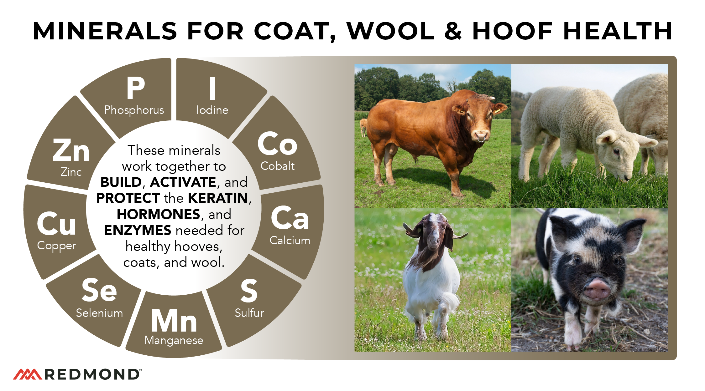 Minerals for coat, wool, and hoof health for snow livestock