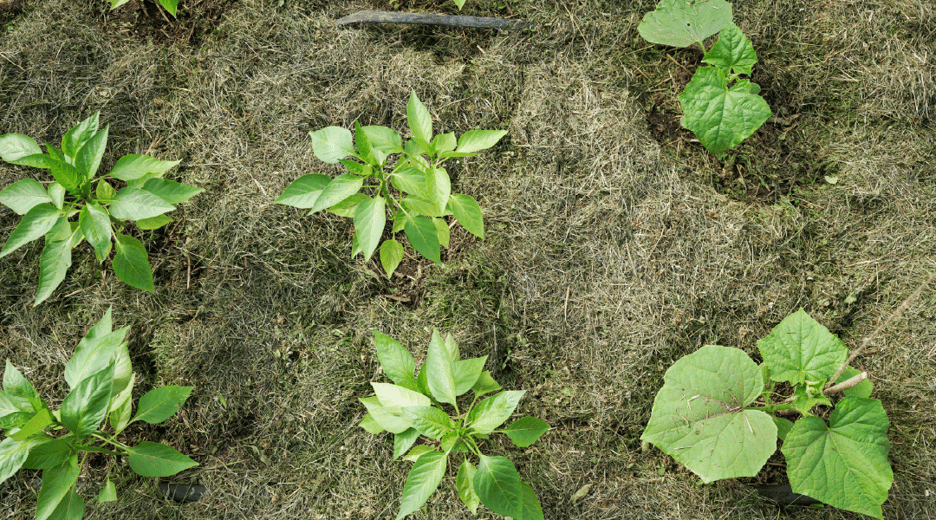 grass mulch in a vegetable garden bed