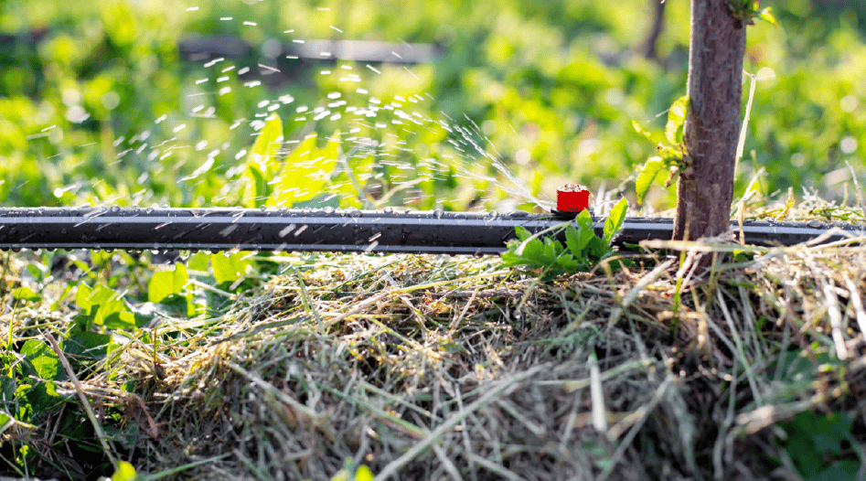 Drip irrigation on mulched fruit tree