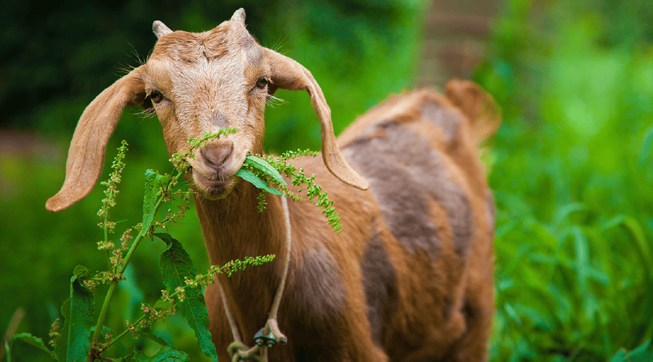 Young goat eating weeds