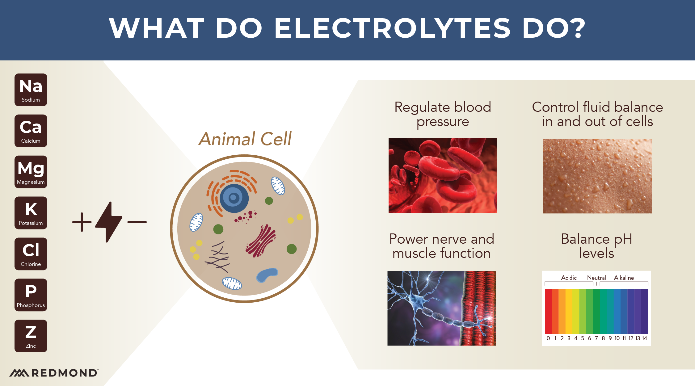 What do electrolytes do?