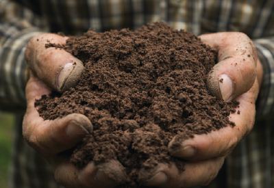 Hands holding healthy soil