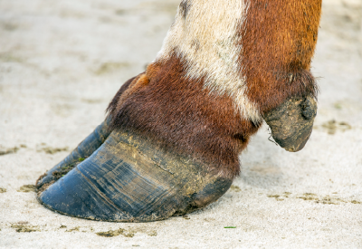 Close up of cow hoof