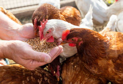 Hand feeding chickens