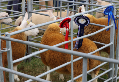 Sheep in a pen with ribbons during a livestock show or county fair