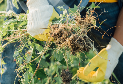 Gloved gardener hands holding a clump of weeds