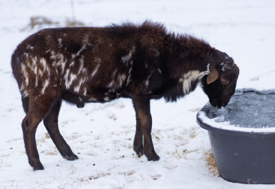 Goat drinking from a water trough in the winter